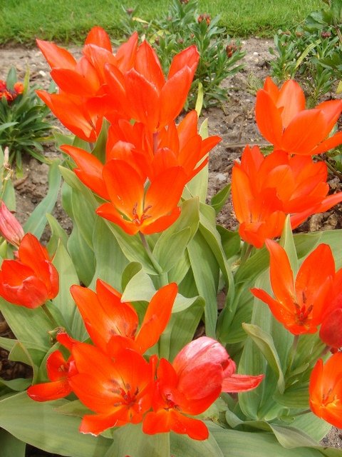 Tulipa botanique 'Praestans Fusilier' PB 2